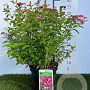 Spiraea jap. 'Dart's Red' 25-30 cm 3,0L