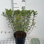 Spiraea jap. 'Little Princess' 30-40 cm 3,0L