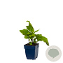 Aster divaricatus GM  P11