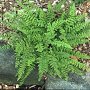 Cheilanthes lanosa GM P9