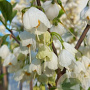 Halesia carolina 175-200 cm draadkluit meerstammig