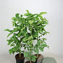 Juglans regia 60-80 cm 5,0L