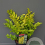 Ligustrum 'Vicaryi' 150-175 cm draadkluit struik