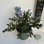 Ceanothus griseus 'Yankee Point' 30-40 cm 5,0L