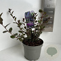 Ceanothus 'Tuxedo' 15-20 cm 2,0L