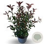 Photinia fraseri Carré Rouge 40-60 cm 4,0L