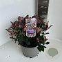 Photinia fraseri 'Little Red Robin' 25-30 cm 5,0L