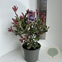 Photinia fraseri Pink Marble 40-50 cm 5,0L