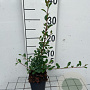 Cotoneaster radicans 'Eichholz' GM P9