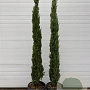 Cupressus sempervirens 175 cm container