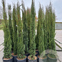 Cupressus sempervirens 175-200 cm container meerstammig