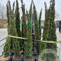 Cupressus sempervirens 175-200 cm 25L