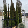 Cupressus sempervirens 250-300 cm 35L