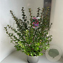 Escallonia 'Donard Radiance' 50-60 cm 5,0L