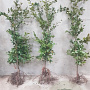 Fagus sylvatica 150-175 cm wortelgoed geveerd