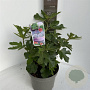 Ficus car. 'Rouge de Bordeaux' 40-50 cm 5,0L