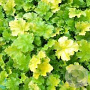 Heuchera 'Lime Rickey' GM P9