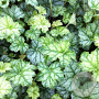 Heuchera 'Mint Frost' GM P9
