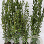 Laurus nobilis 180-200 cm 9L