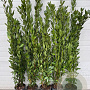 Laurus nobilis 125-150 cm 5,0L