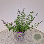 Salvia 'Nachtvlinder' 30-40 cm 2,5L