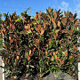 Magnolia grandiflora 160-180 cm 35L