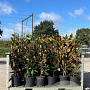 Magnolia grandiflora 'Praecox' 80-120 cm 12L