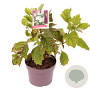 Hydrangea quercifolia 30-40 cm 3,0L