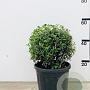 Osmanthus burkwoodii 30-35 cm 10L bol