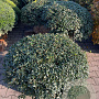 Osmanthus burkwoodii 100-110 cm draadkluit platte bol