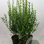 Ligustrum ovalifolium 80-100 cm 7,5L
