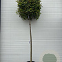 Photinia fraseri 'Red Robin' 14-16 HO container 200 cm stam kubus