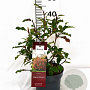 Photinia Magical Volcano 40-60 cm 3,0L