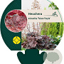 Heuchera m. 'Palace Purple' GM P9