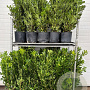 Pittosporum tobira 60-80 cm 9L