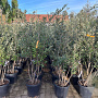 Quercus ilex 150-175 cm 30L meerstammig