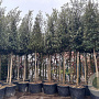 Quercus ilex 20-25 HO container piramide