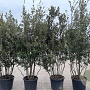Quercus ilex 200-250 cm cont. 70L meerstammig