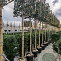 Quercus ilex 16-18 HO container 180 cm stam lei 150x150