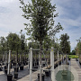 Quercus ilex 18-20 HO container
