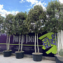 Quercus ilex GM container solitair
