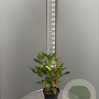 Rhododendron 'Cunningham's White' 50-60 cm 7,5L