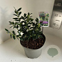 Sarcococca confusa 25-30 cm 5,0L