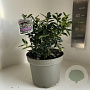 Sarcococca hookeriana 25-30 cm 5,0L
