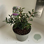 Sarcococca h. Purple Gem 25-30 cm 5,0L