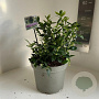 Sarcococca ruscifolia 25-30 cm 5,0L