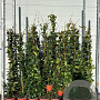Trachelospermum jasminoides 80-100 cm 2,0L met stok gebonden