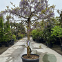 Wisteria sinensis GM container solitair