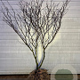 Cornus controversa 150-175 cm cont. 180L solitair