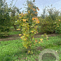 Acer platanoides 250-300 cm draadkluit meerstammig